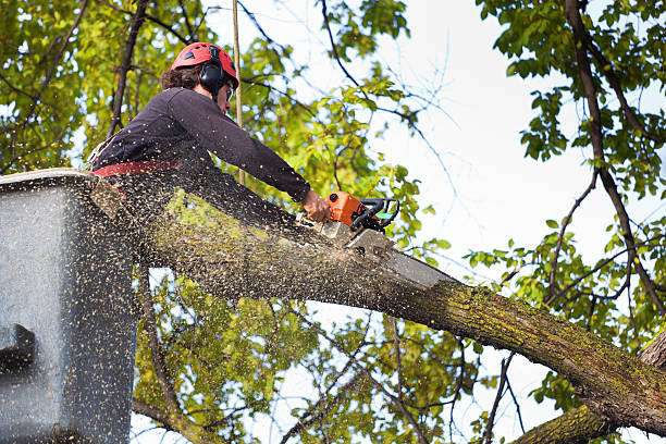 How Our Tree Care Process Works  in  Bonita Springs, FL